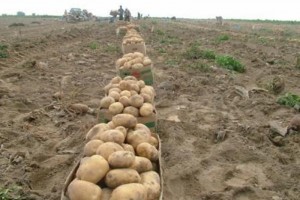 دست رنج سیب زمینی کاران گلستان ارزان خریداری می شود