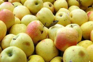 انباشت سیب صنعتی در کنار جاده های آذربایجان غربی؛ ممنوع