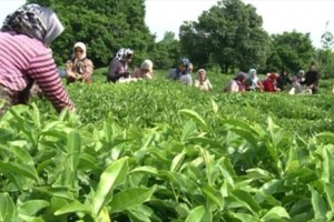 لغو ممنوعیت صادرات چای به گمرکات ابلاغ شد