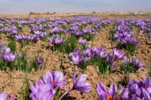 پنجم آبان ماه «روز ملی زعفران»  نامگذاری شد
