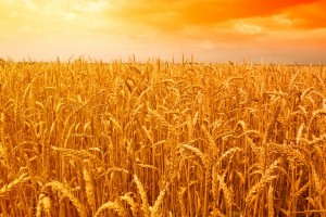 10.5 میلیون تن گندم امسال برداشت می شود