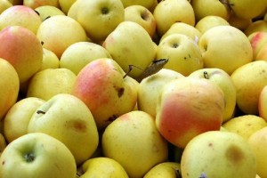 عوارض صادراتی سیب لغو شد