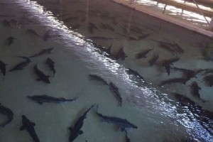 ممنوعیت صید تجاری ماهیان خاویار در خزر تمدید شد