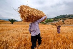 خرید گندم از مرز 26 هزار تن در ایرانشهر گذشت