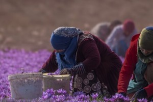 صادرات ۱۵۰ تنی زعفران در ۸ ماه