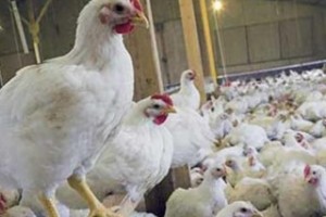 افزایش۱۲میلیونی جوجه ریزی در استان تهران؛بازار مرغ به ثبات می رسد