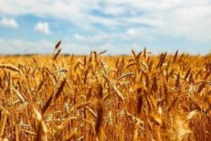 دولت مطالبات گندمکاران را پرداخت کند