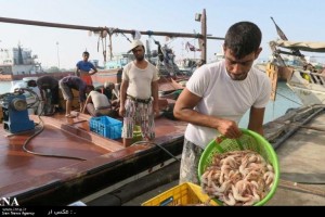 صید میگو در بوشهر کاهش یافت