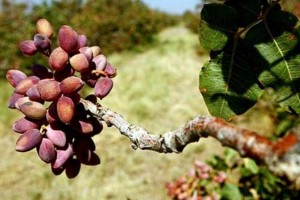 خسارت ٥ هزار میلیاردی به تولید پسته