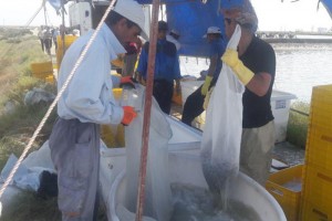 میگوی گلستان فرصت درآمدزایی از بازار های جهانی