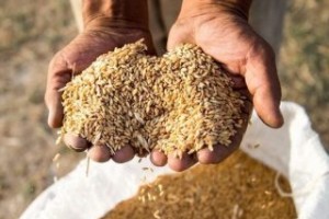 ۲۰۸ هزار میلیارد تومان گندم از کشاورزان خریداری شد