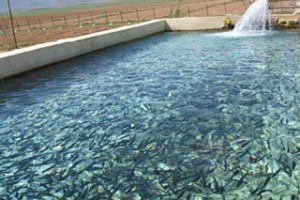 صادارت ۱۸۶ هزار تن آبزیان در ۱۱ ماهه ۱۴۰۲