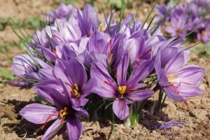 بازار زعفران باید احیا و اصلاح شود