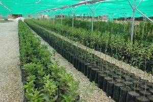 بیش از یکصد میلیون اصله نهال تولید شد