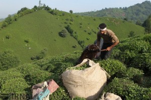 بیش از 150 میلیارد تومان از مطالبات کشاورزان پرداخت شد