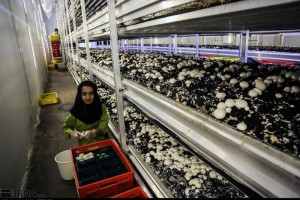 واحدهای تولیدی ملزم به عرضه قارچ فلهای برچسب دار شدند