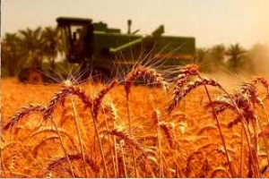 خودکفایی گندم در سال زراعی جاری دستیافتنی است
